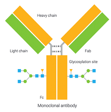 Protein structure illustration Protein structure illustration